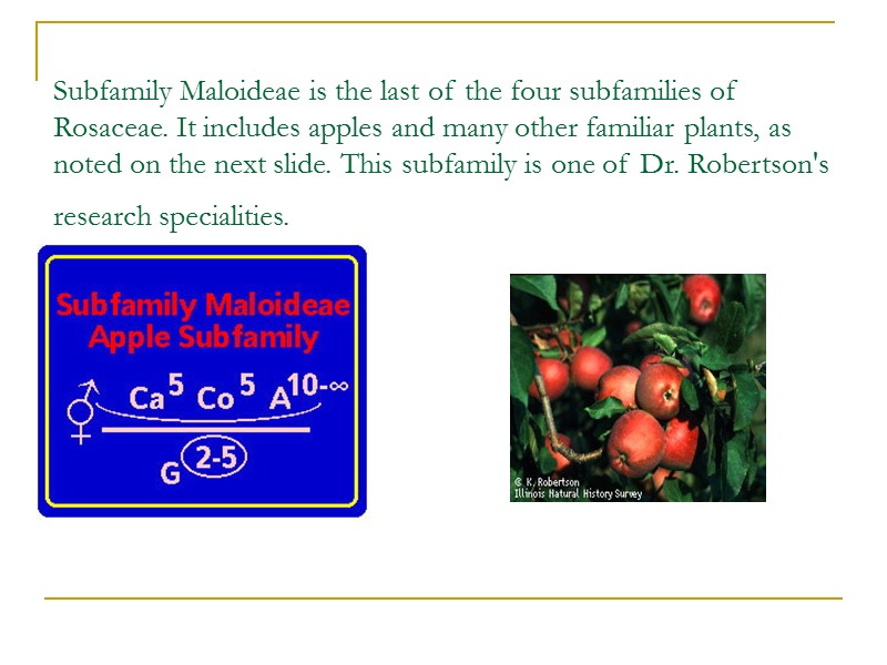Subfamily Maloideae is the last of the four subfamilies of Rosaceae. It includes apples